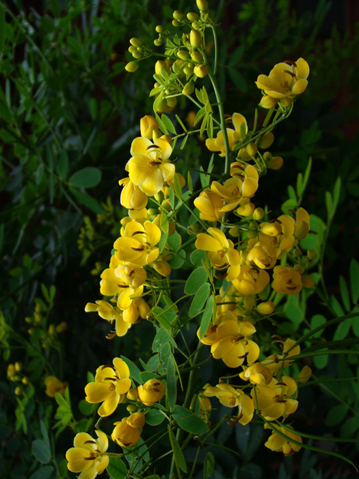 yellow flower